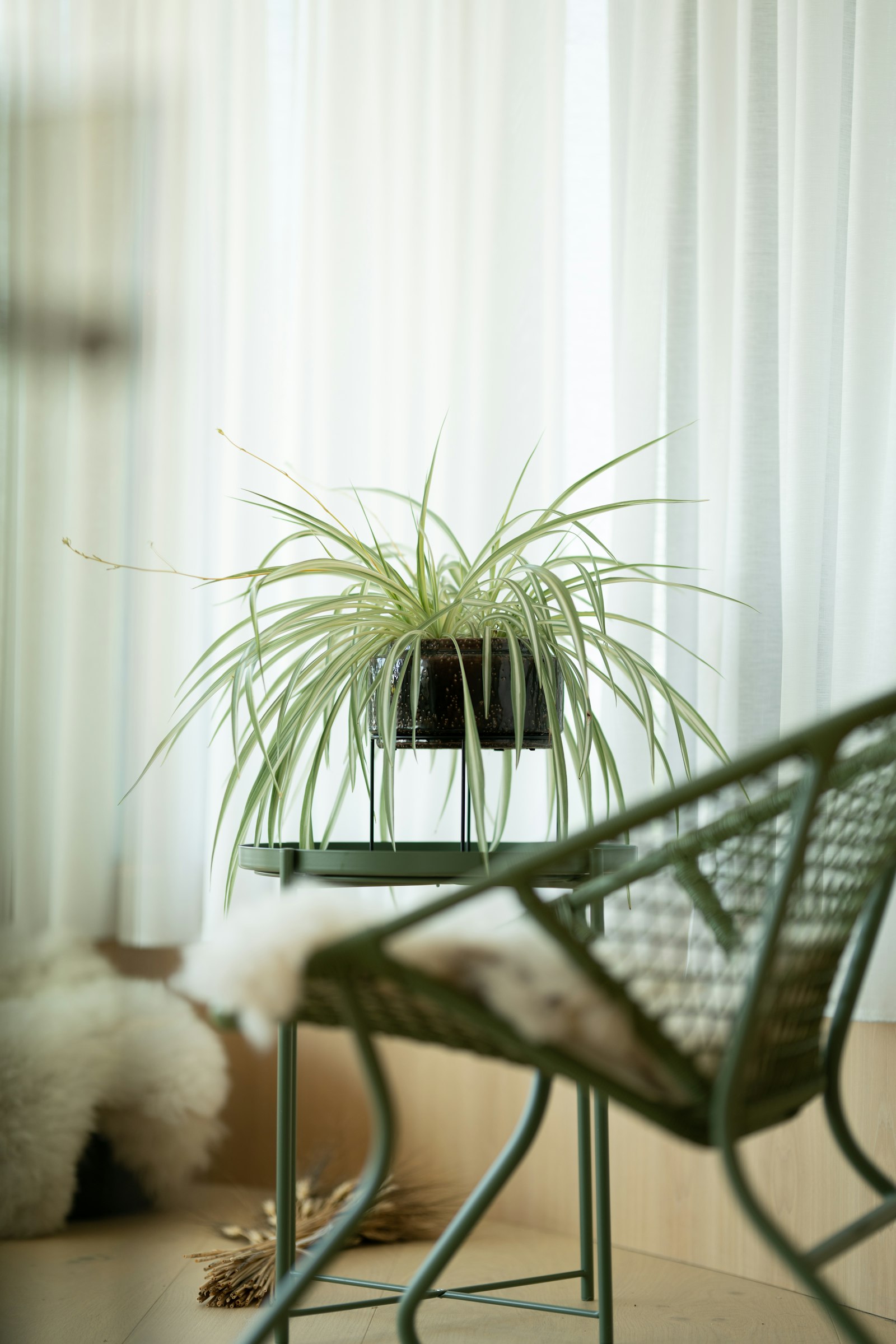 Sony a7R II sample photo. Green plant on black photography