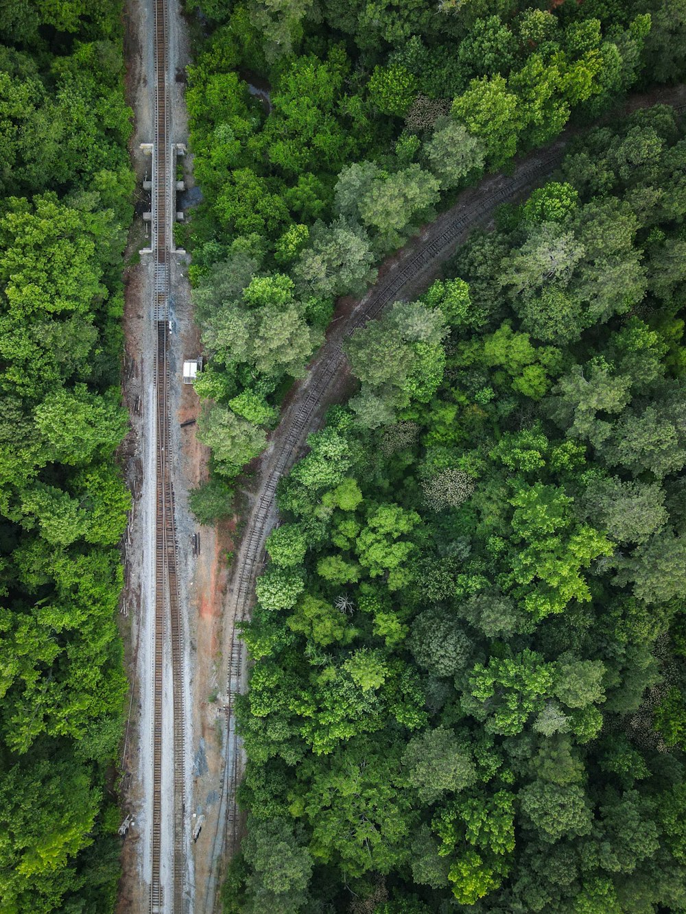 aerial view of green trees