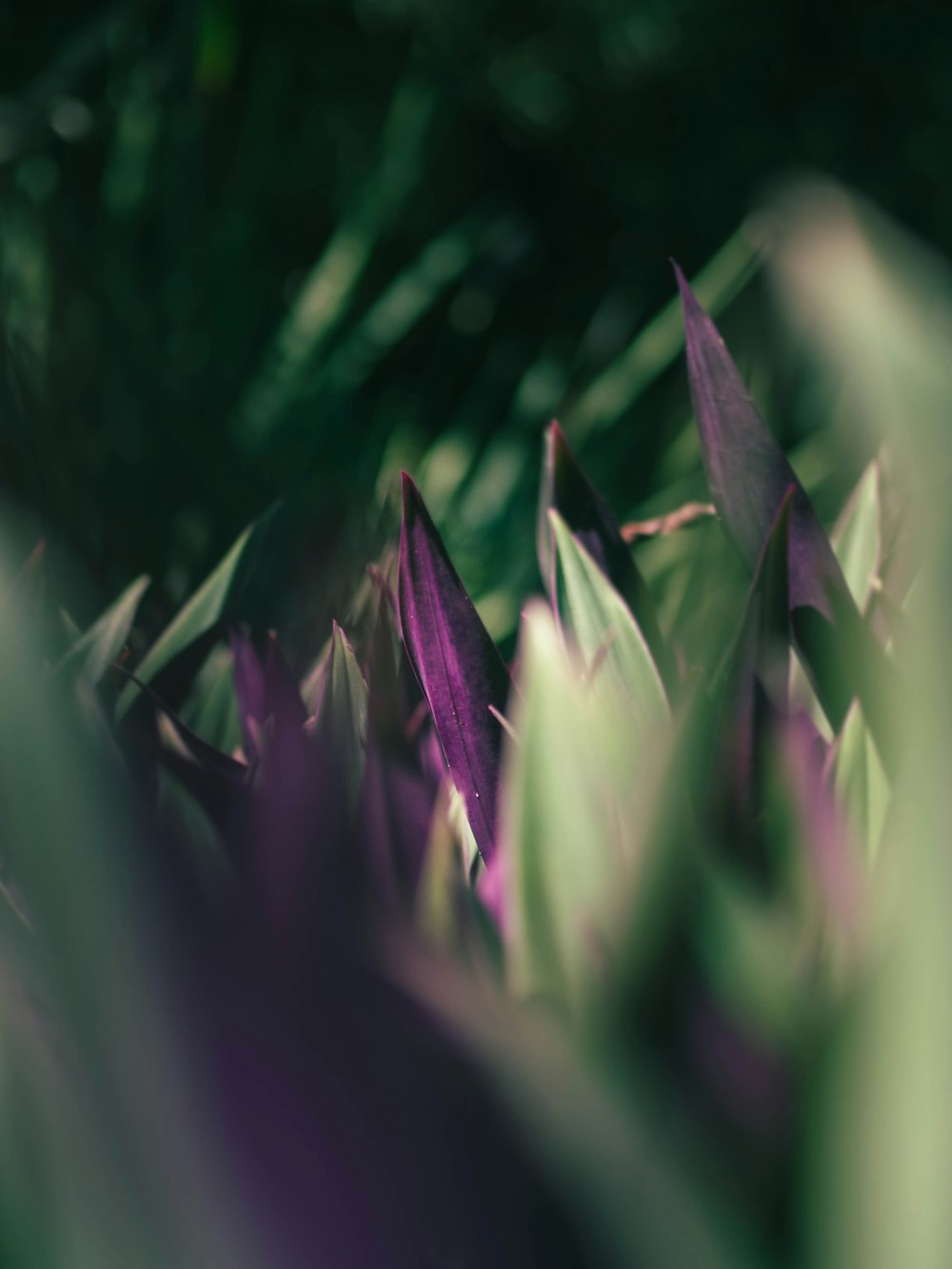 flor roxa na lente macro