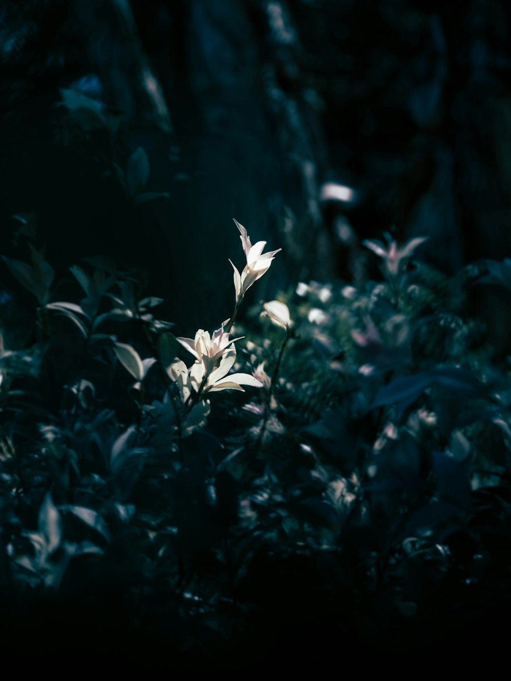 white flower in green leaves