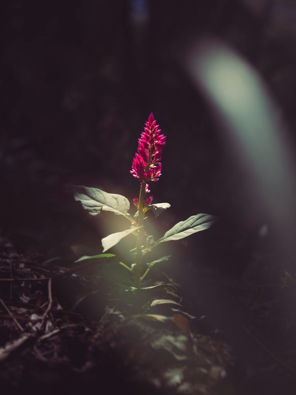 white flower in tilt shift lens