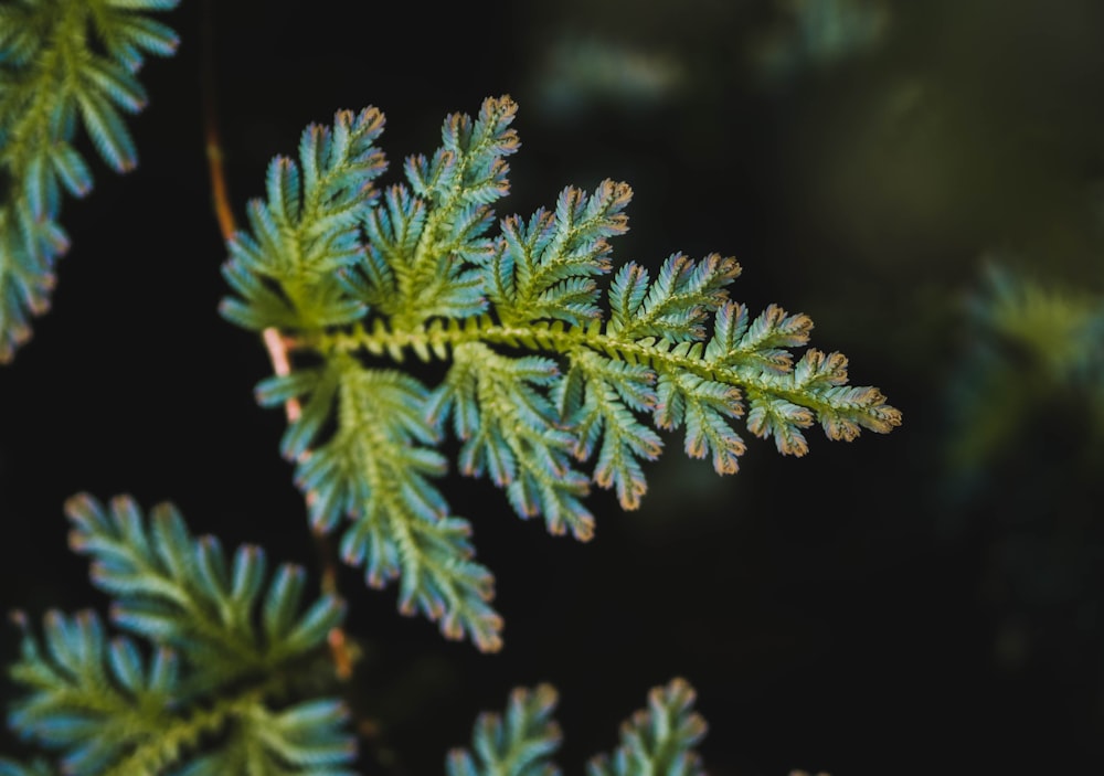 green leaf plant in close up photography