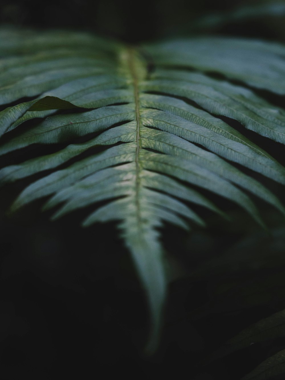 green leaf in close up photography