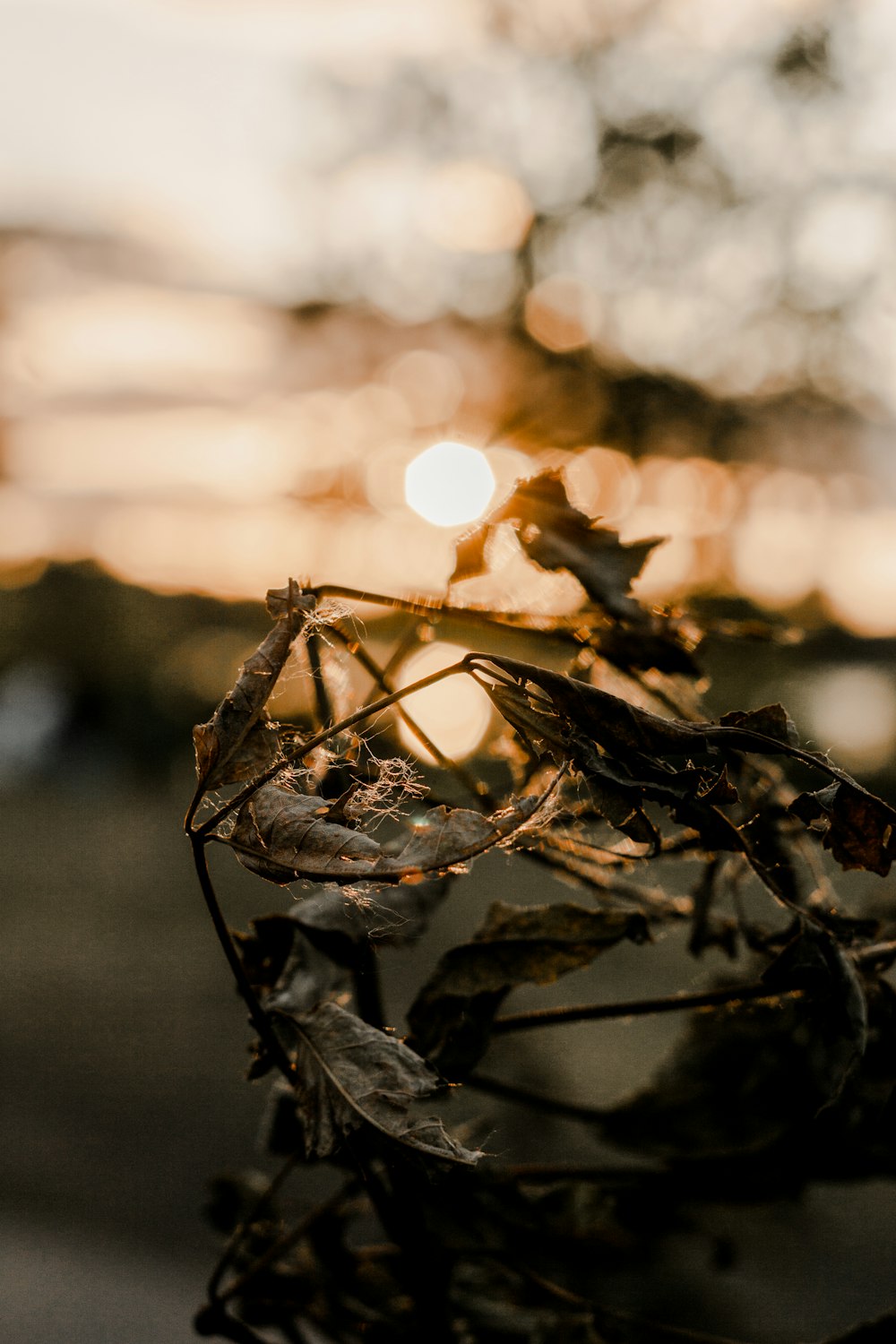 brown dried leaf in tilt shift lens