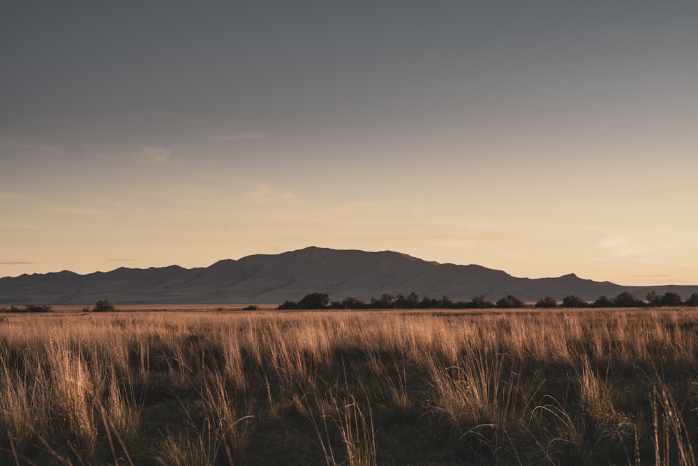 brown grass field near brown mountains under gray sky during daytime