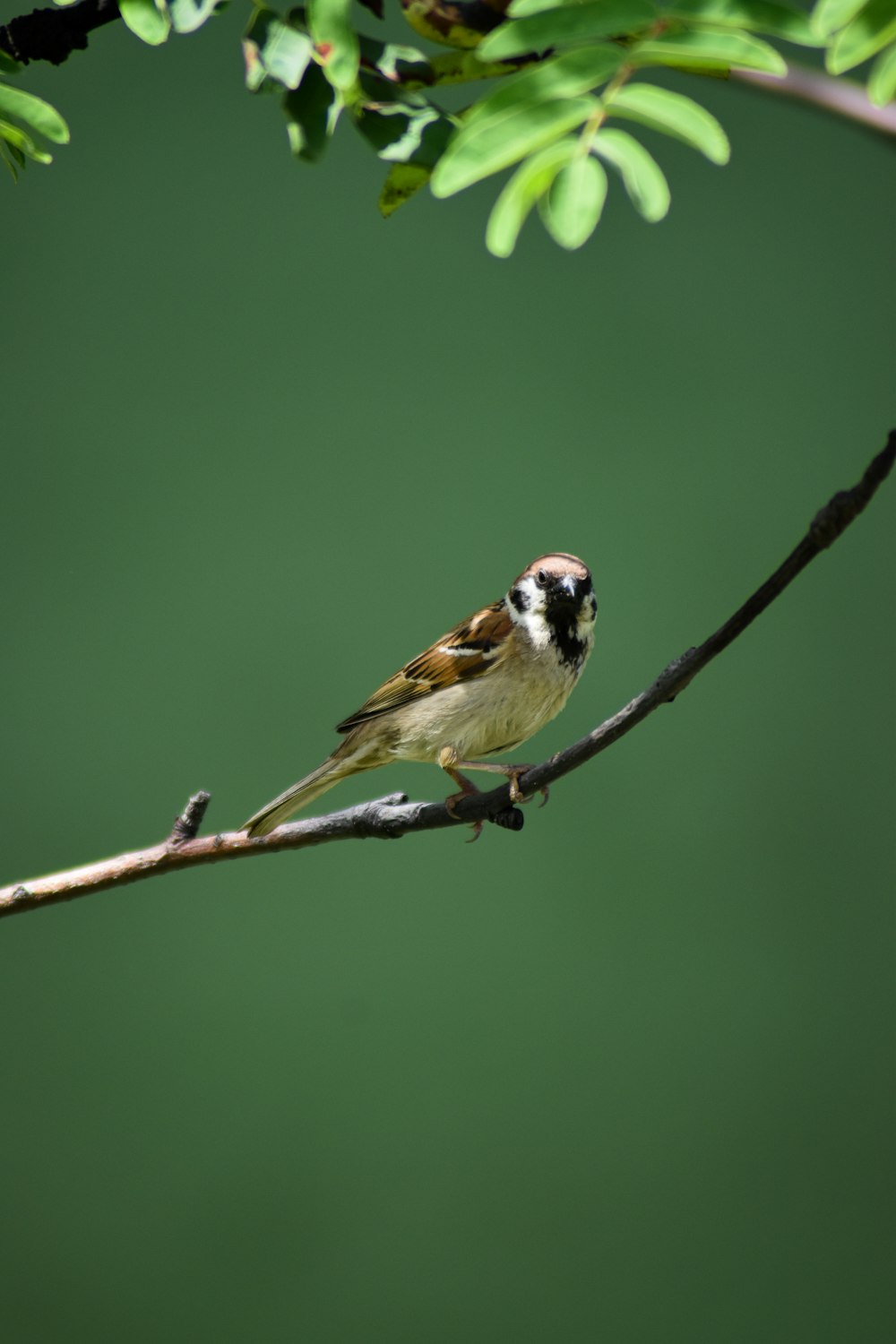 yellow and black bird on tree branch