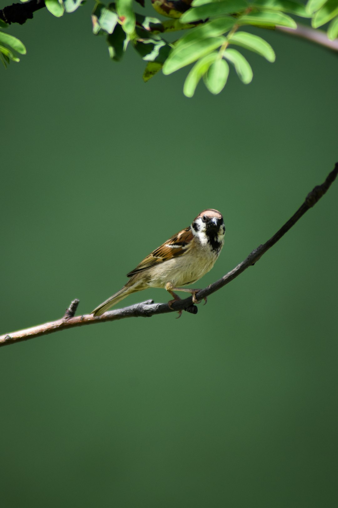 sparrow