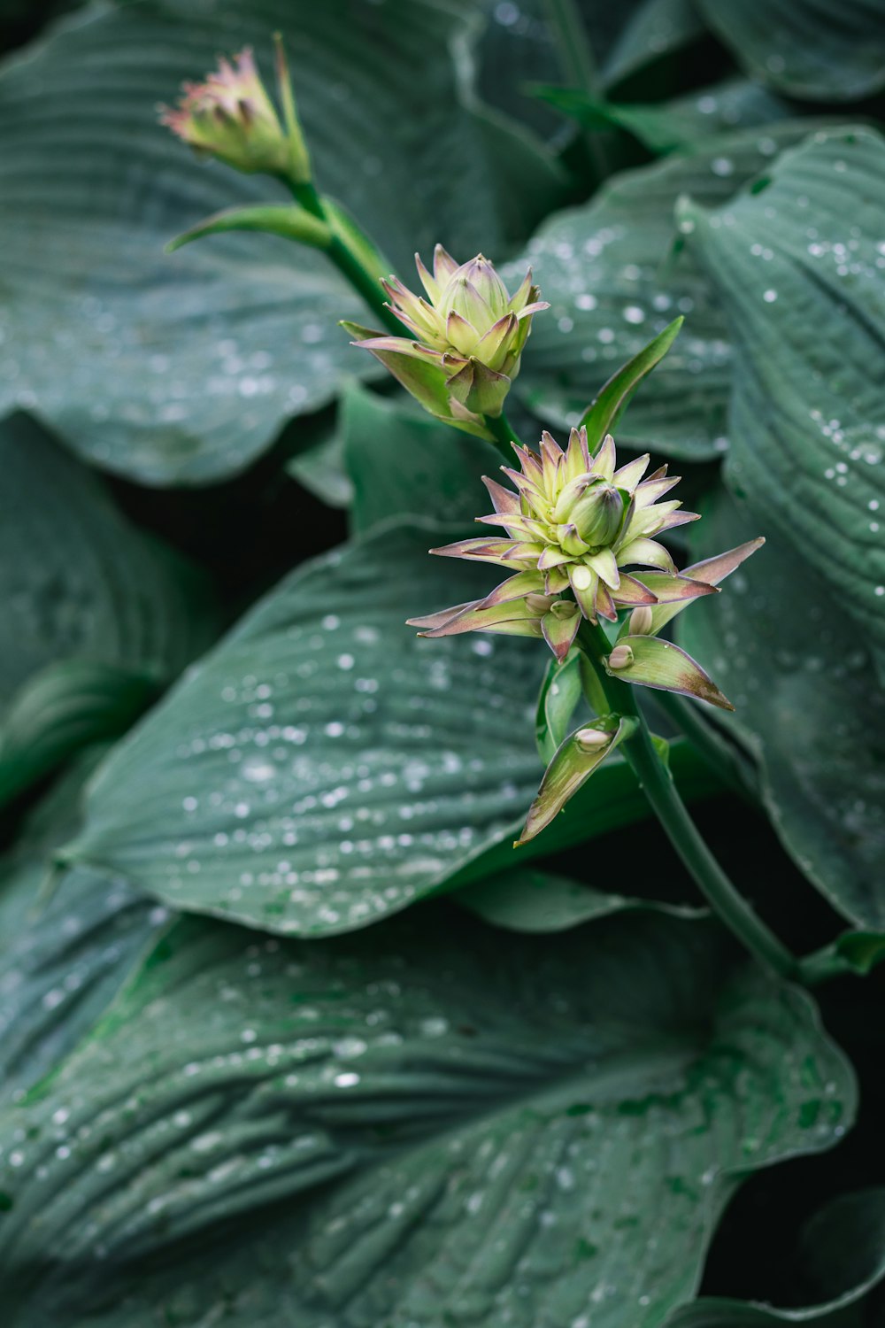 yellow and green flower in bloom