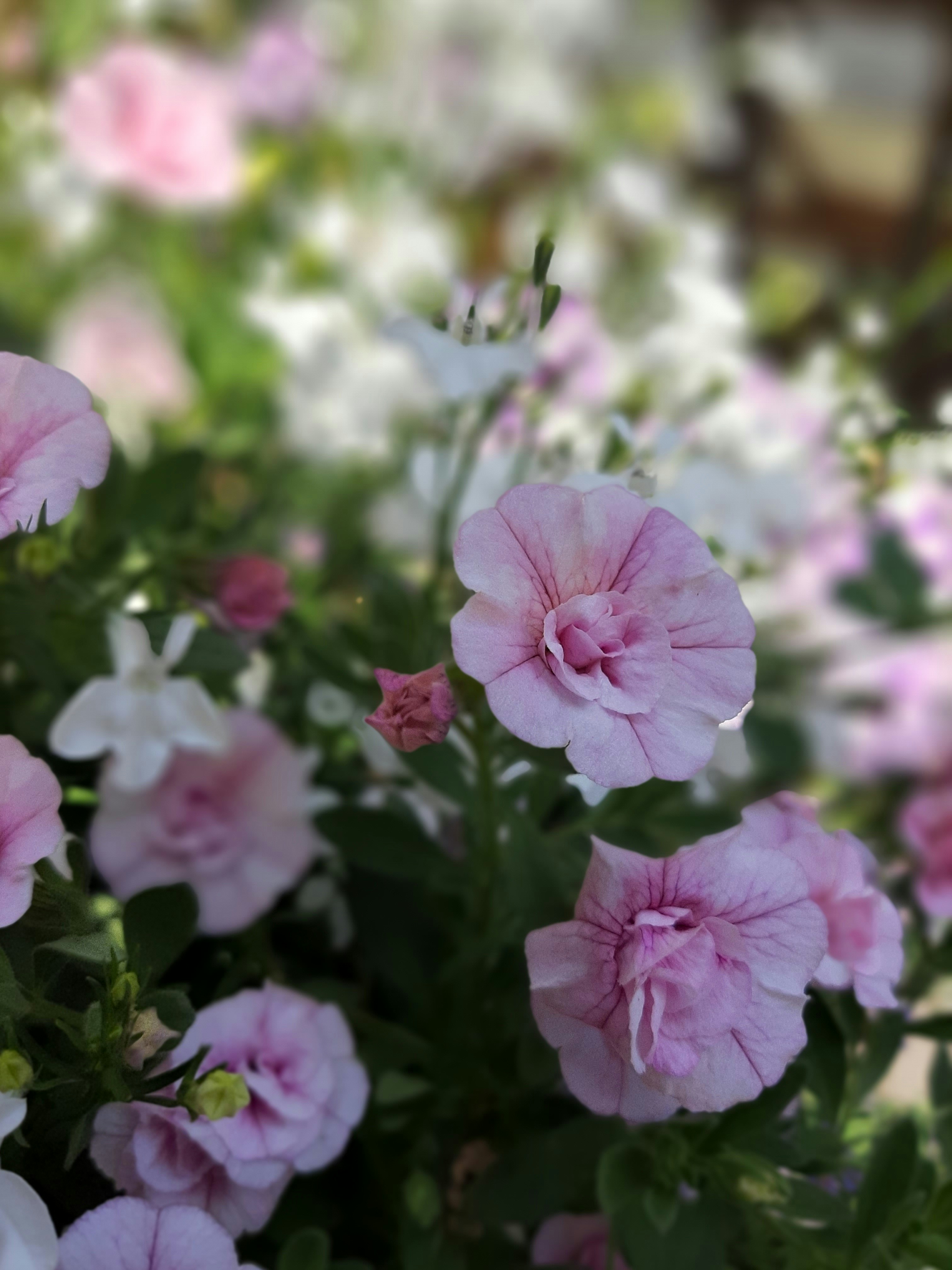 Photo by photobycalle