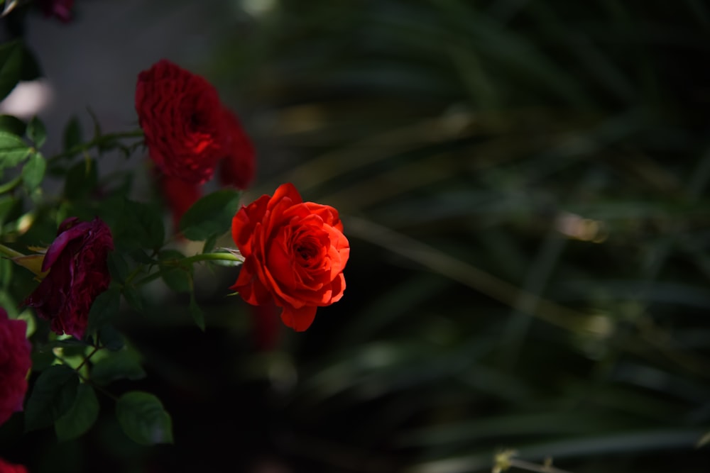 red flower in tilt shift lens