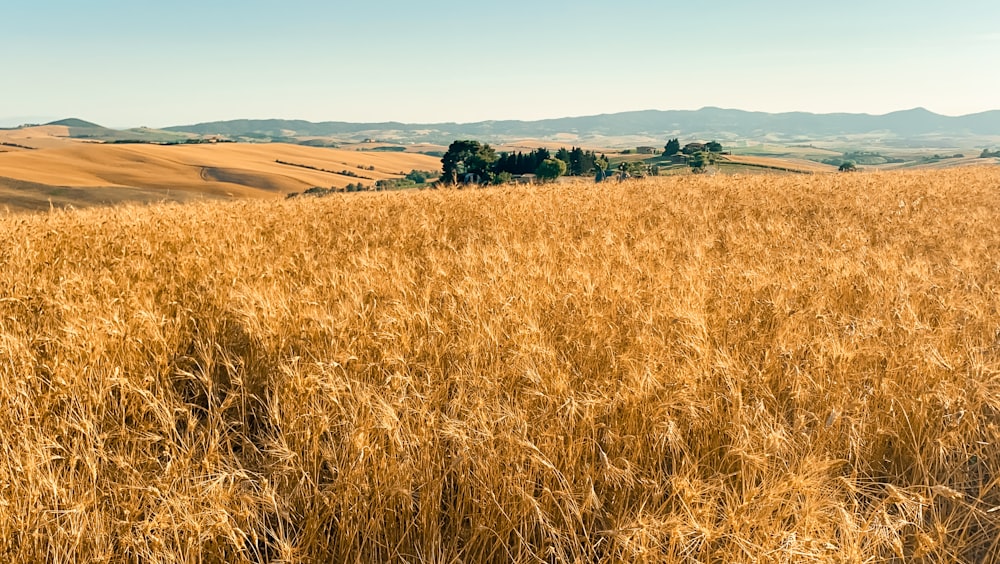 brown grass field during daytime