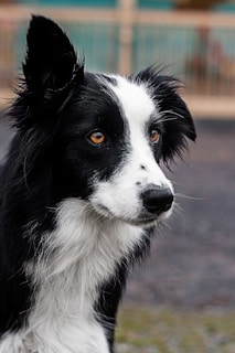 black and white border collie