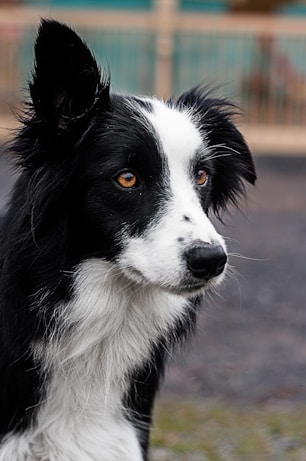 black and white border collie
