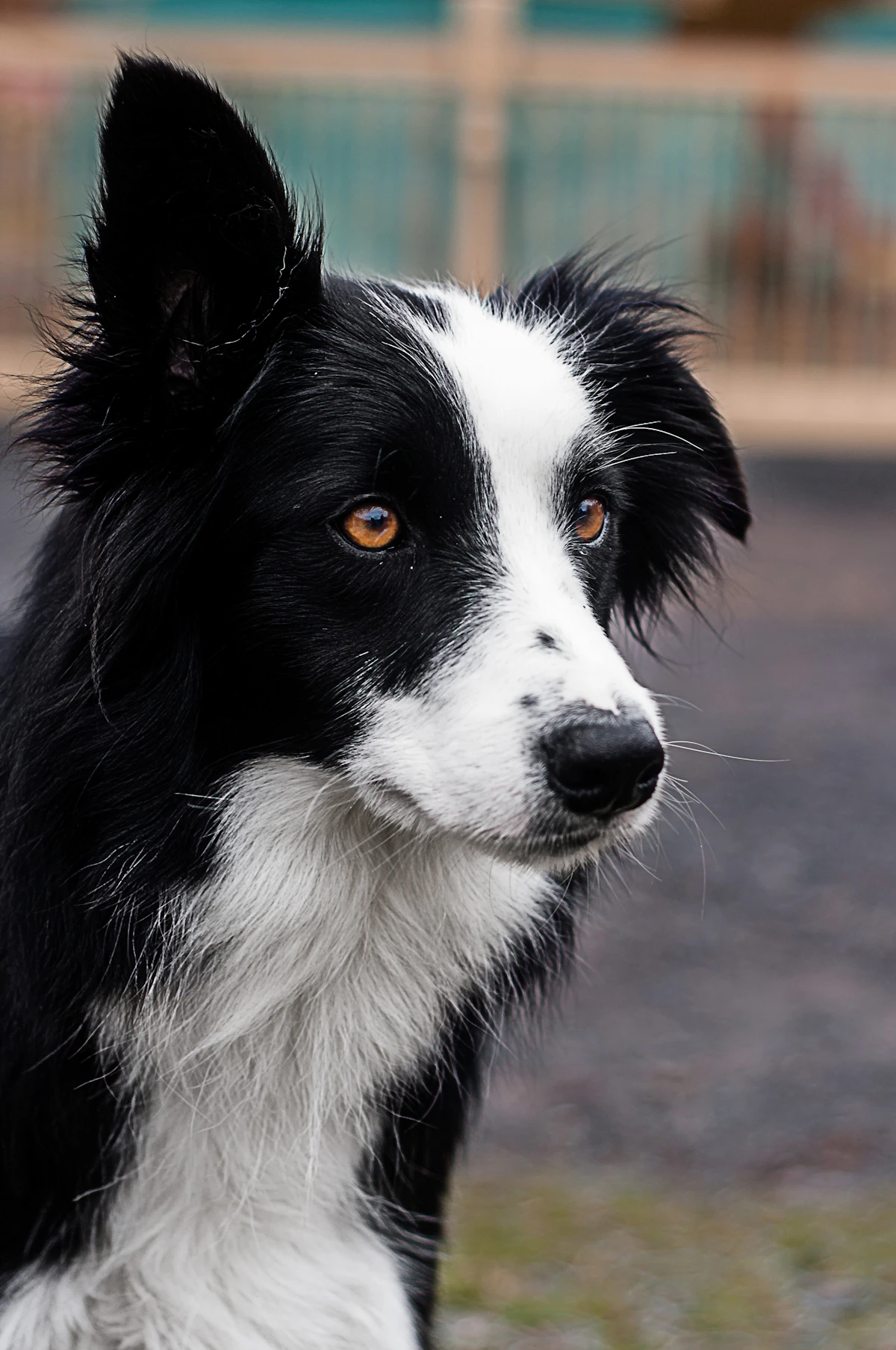 Border collie blanco y negro de doble capa, mirada fija