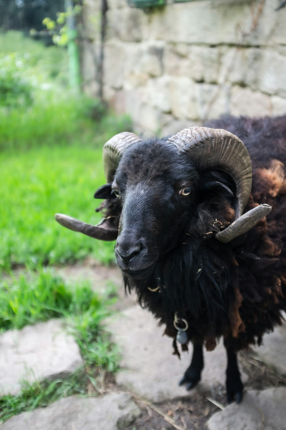 black ram on green grass during daytime