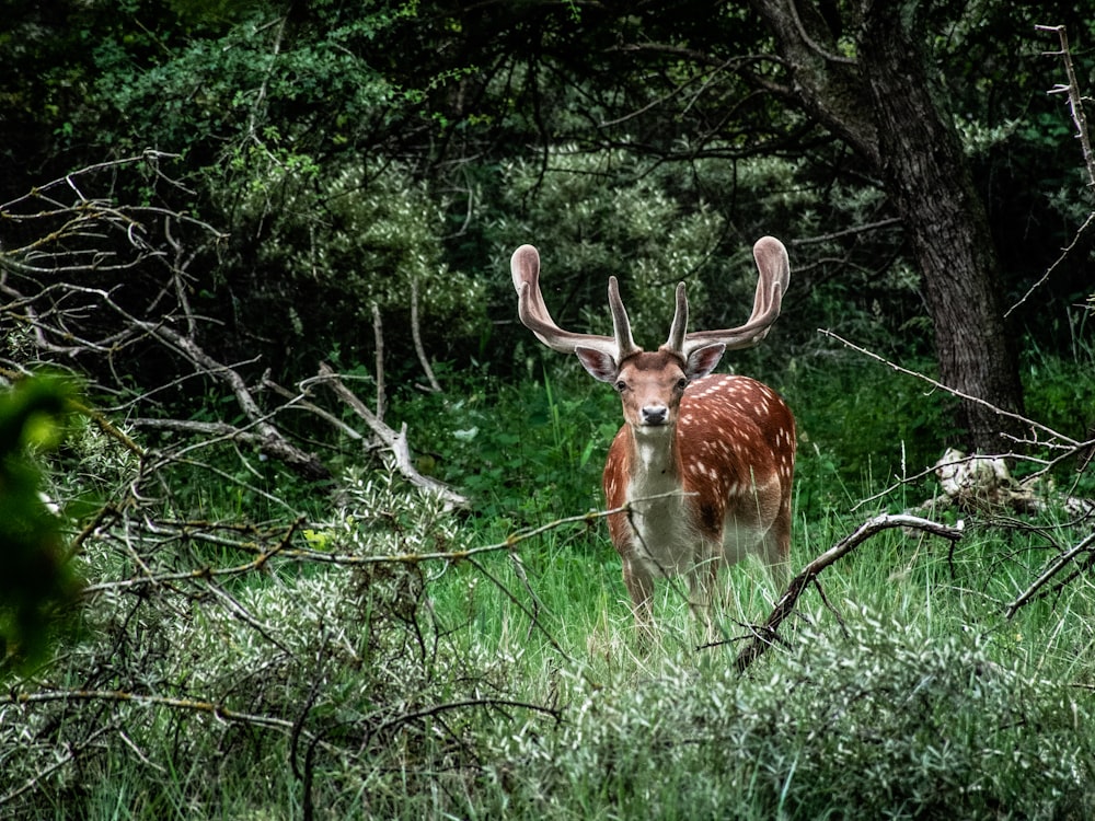 brown deer on green grass field during daytime