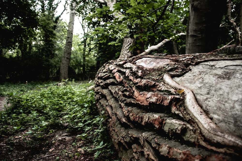 brown tree trunk on green grass during daytime