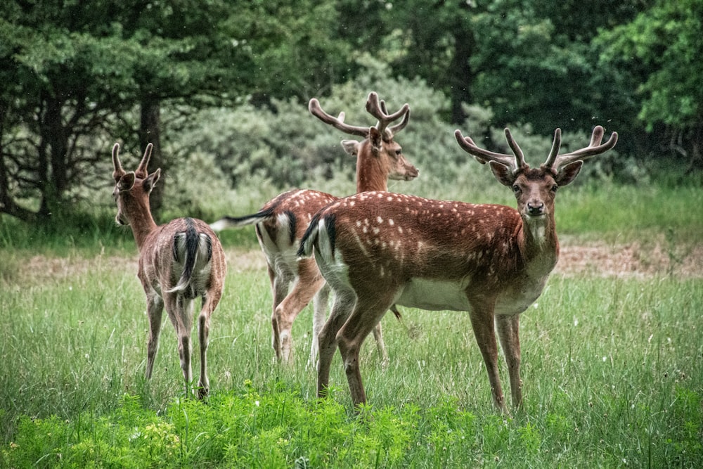 brown deer on green grass field during daytime