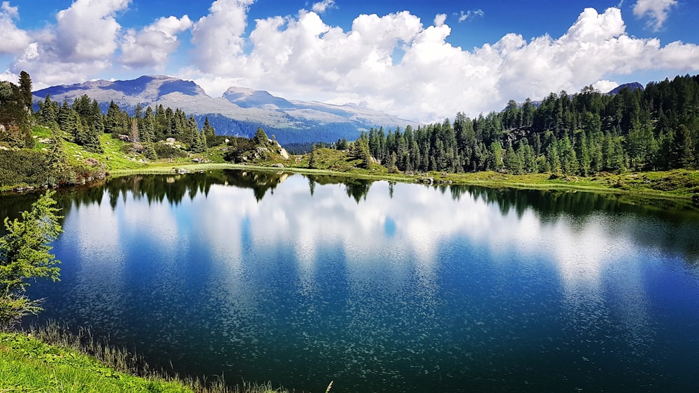 green trees near lake under blue sky during daytime