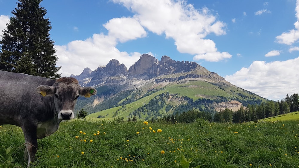 black and white cow on green grass field near mountain under blue sky during daytime