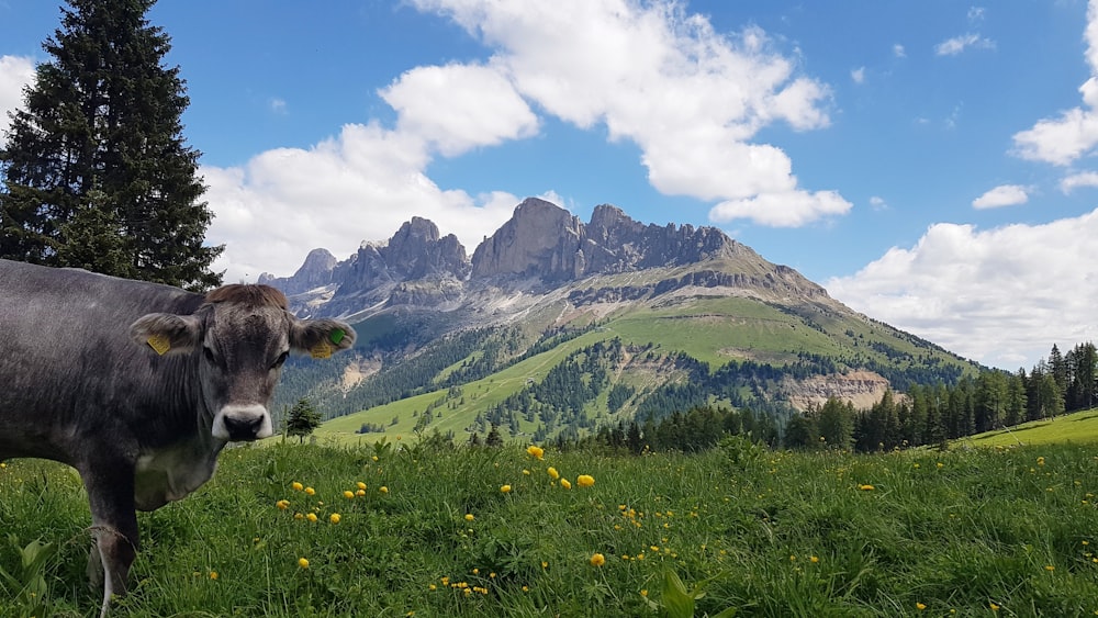 vaca preta e branca no campo de grama verde perto da montanha sob o céu azul durante o dia