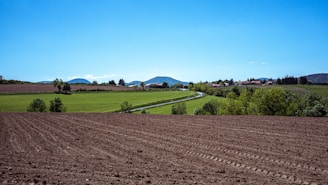 green grass field under blue sky during daytime
