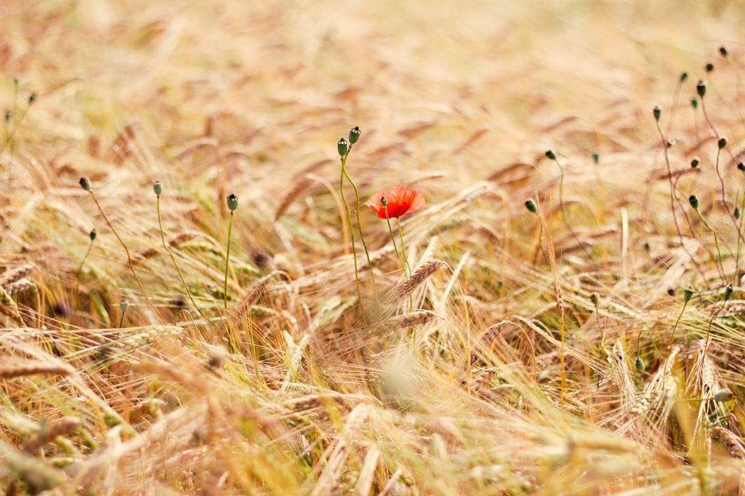 red flower in brown grass field during daytime