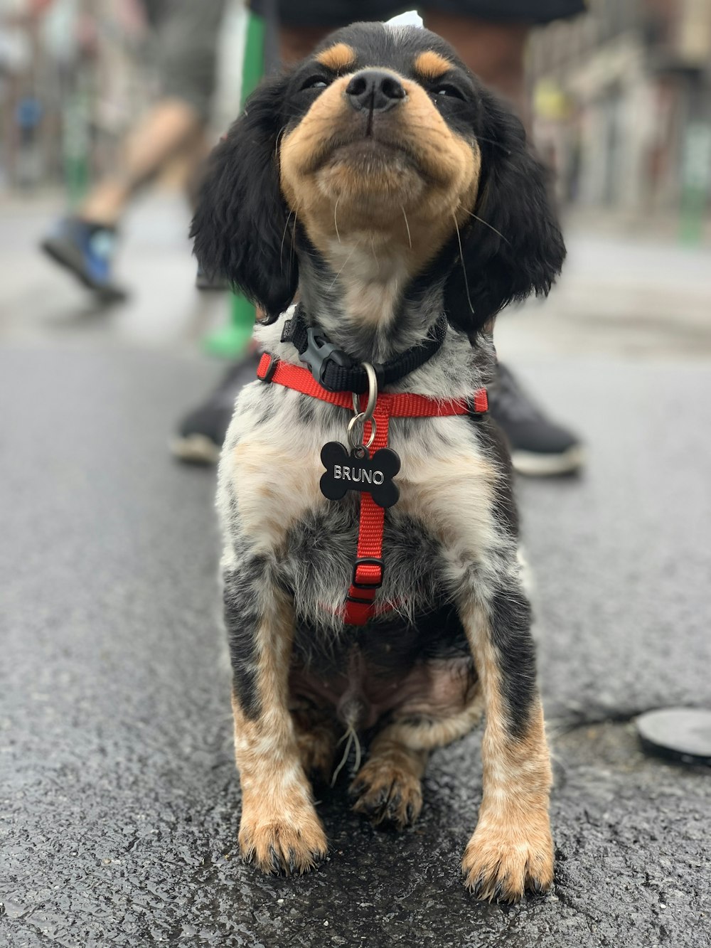 Perro de pelo corto negro y marrón sobre suelo de hormigón gris