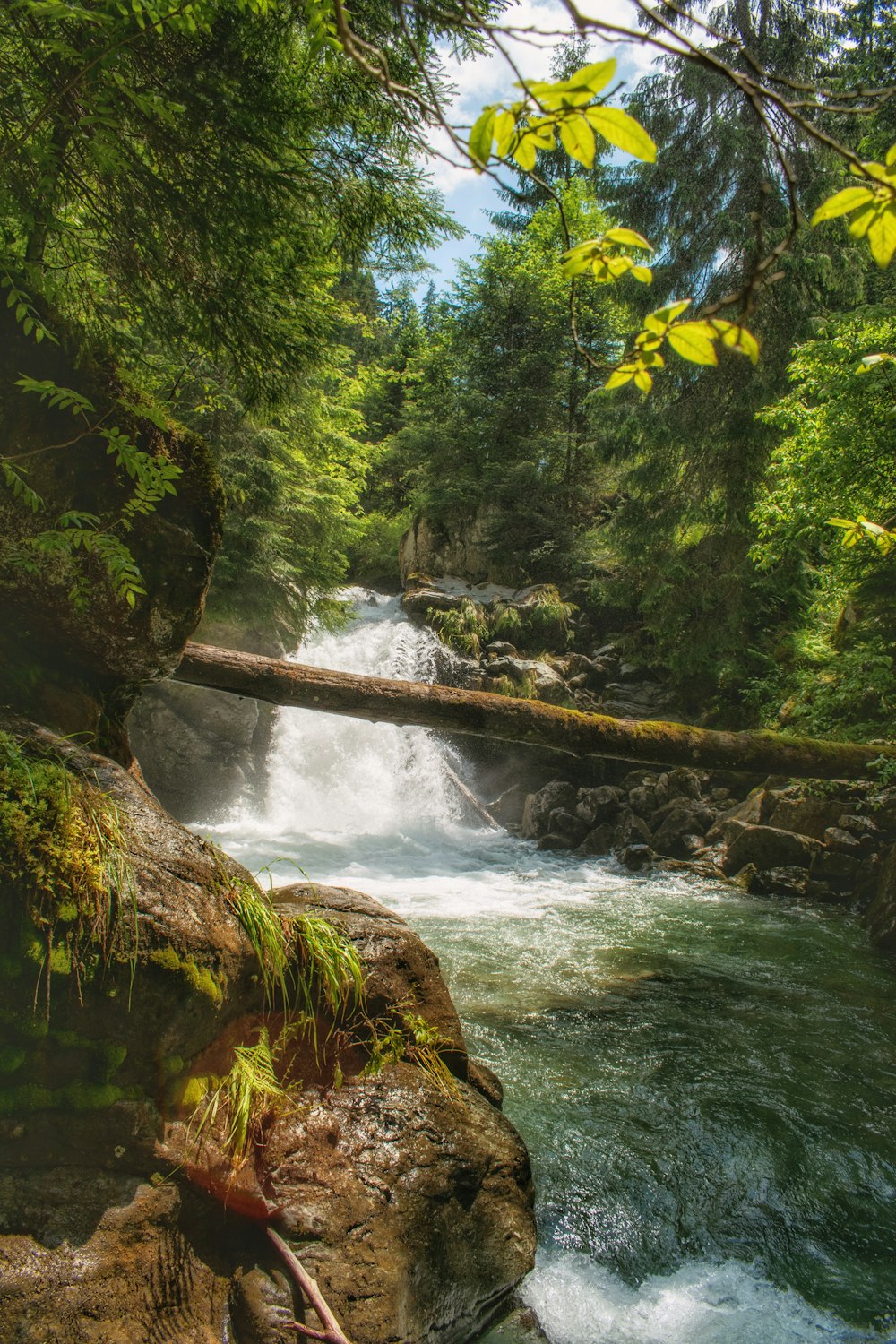 green trees near river during daytime