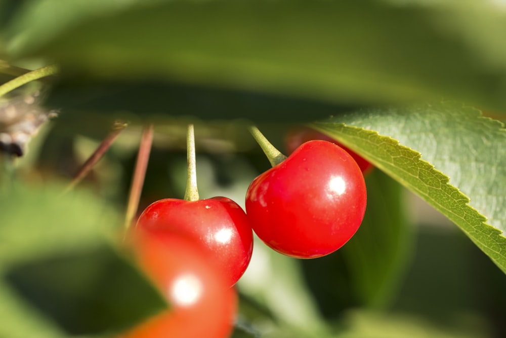 frutos rojos redondos sobre hoja verde