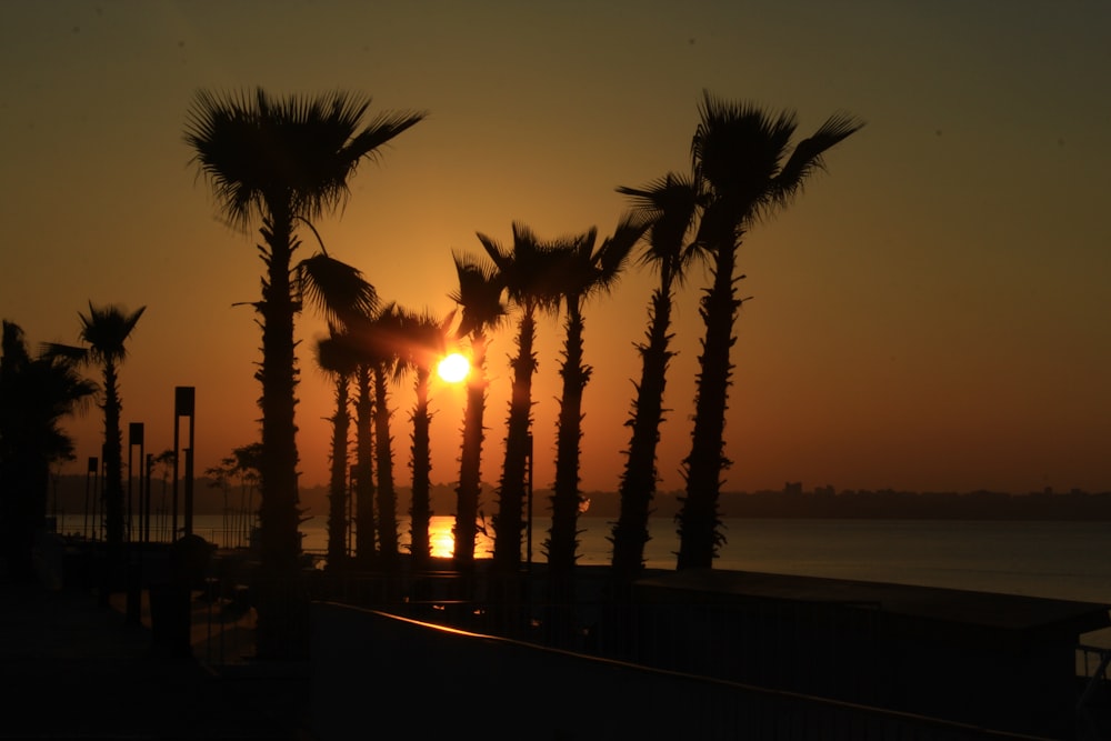 palm tree near body of water during sunset