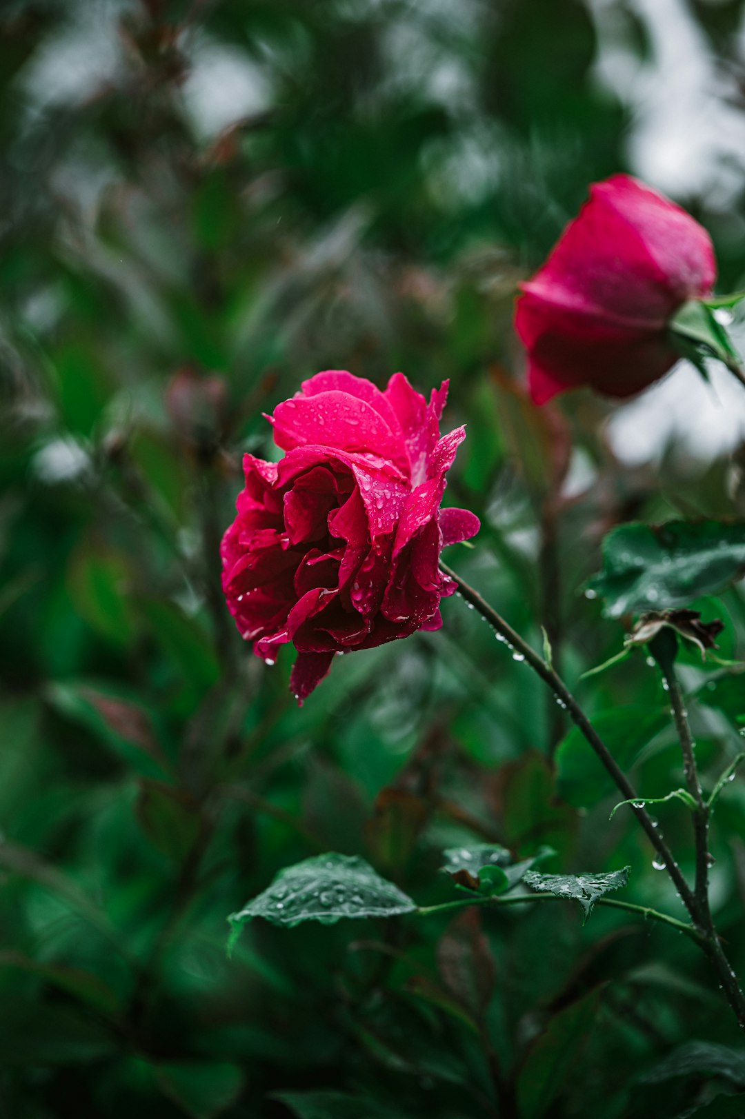 red rose in bloom during daytime