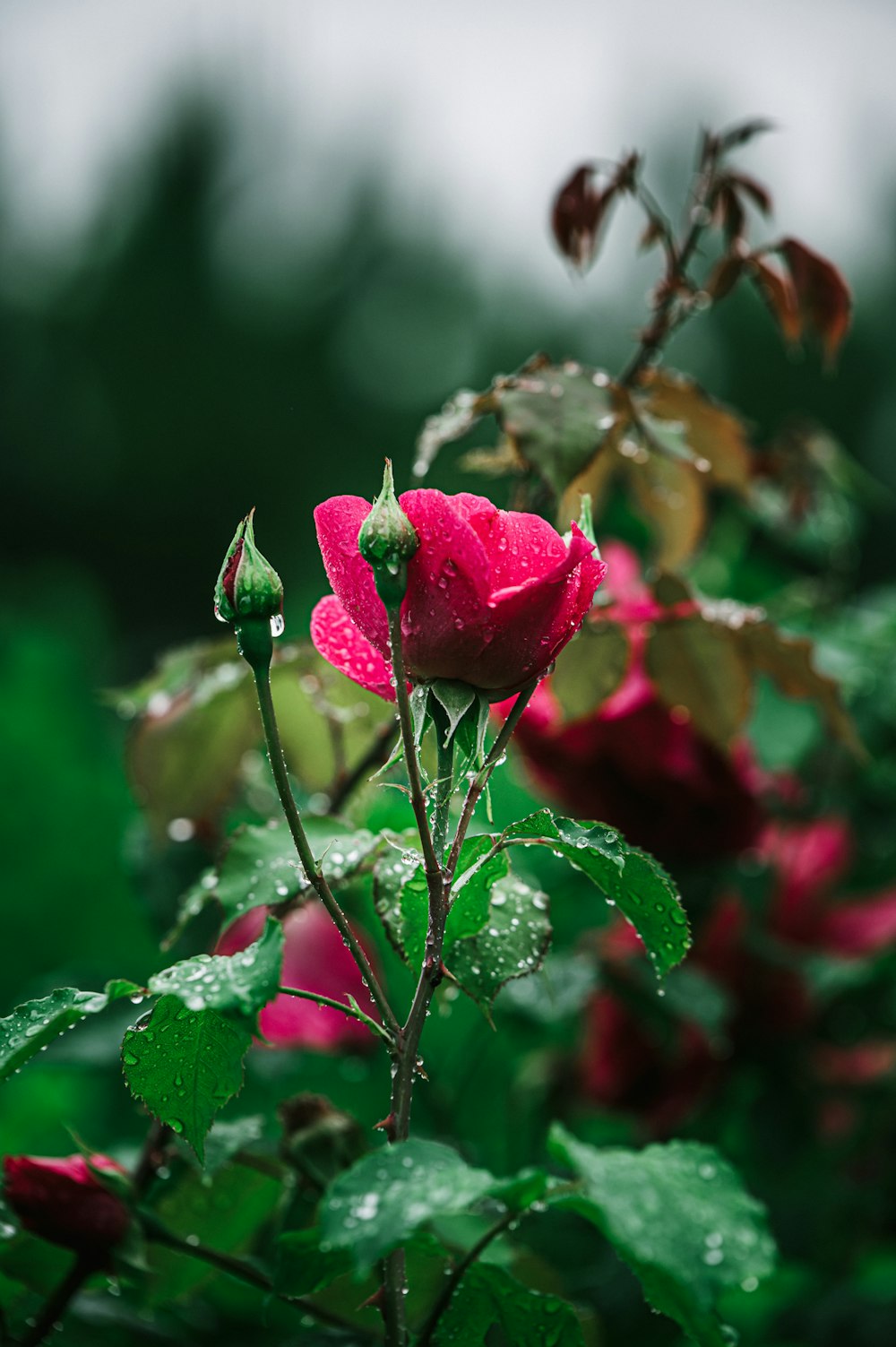 pink rose in bloom during daytime