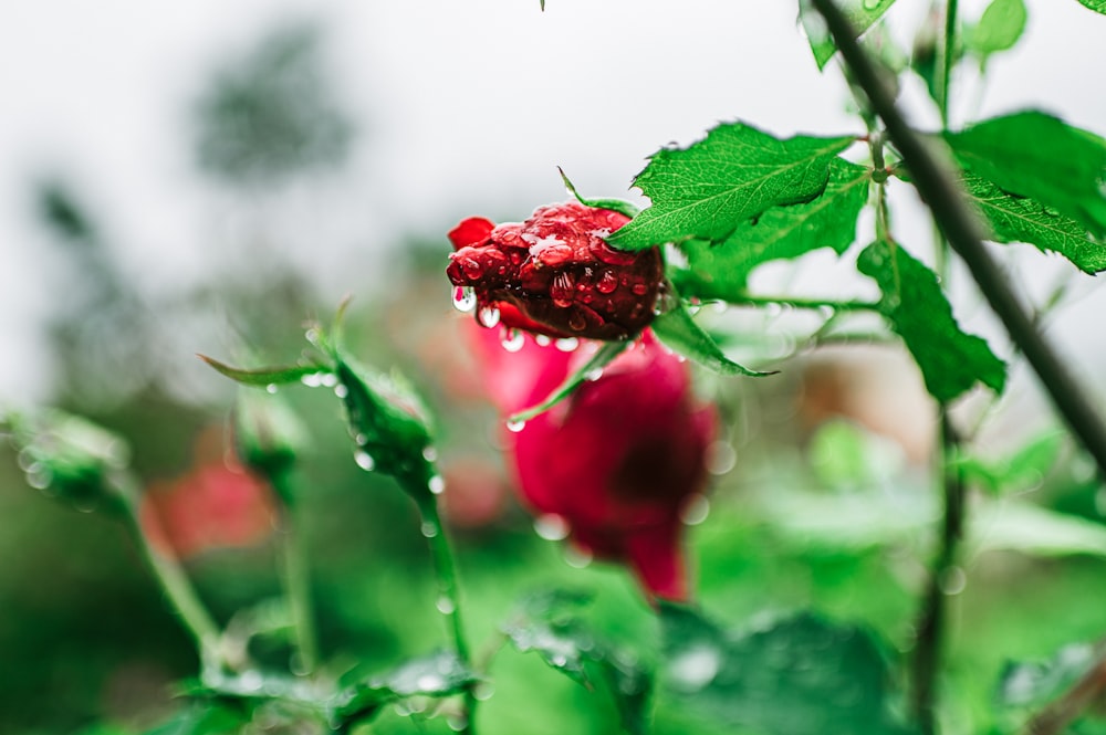 red flower with green leaves