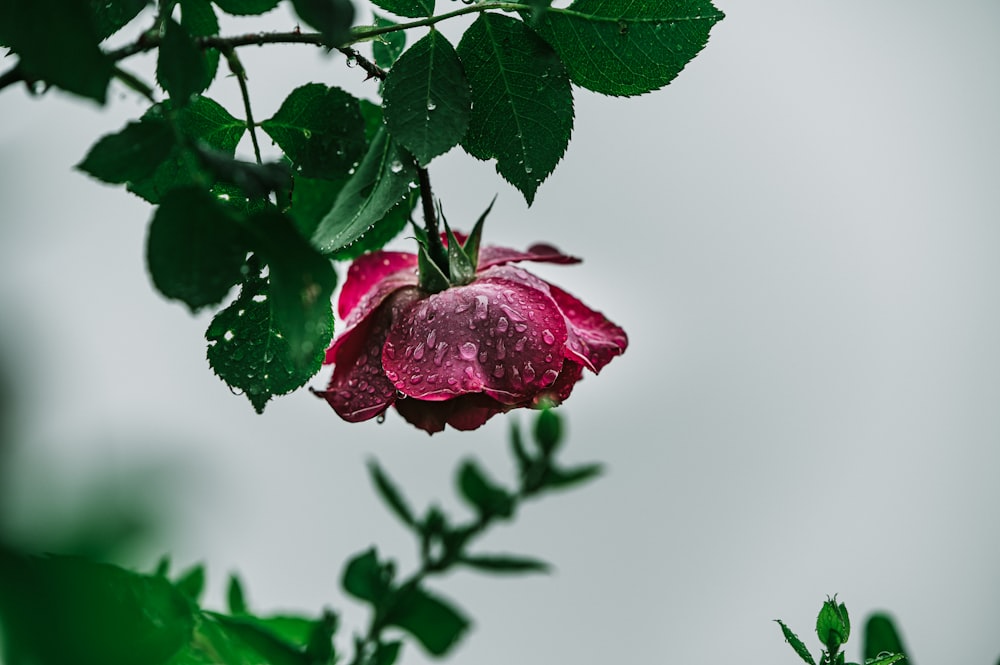 pink flower with green leaves