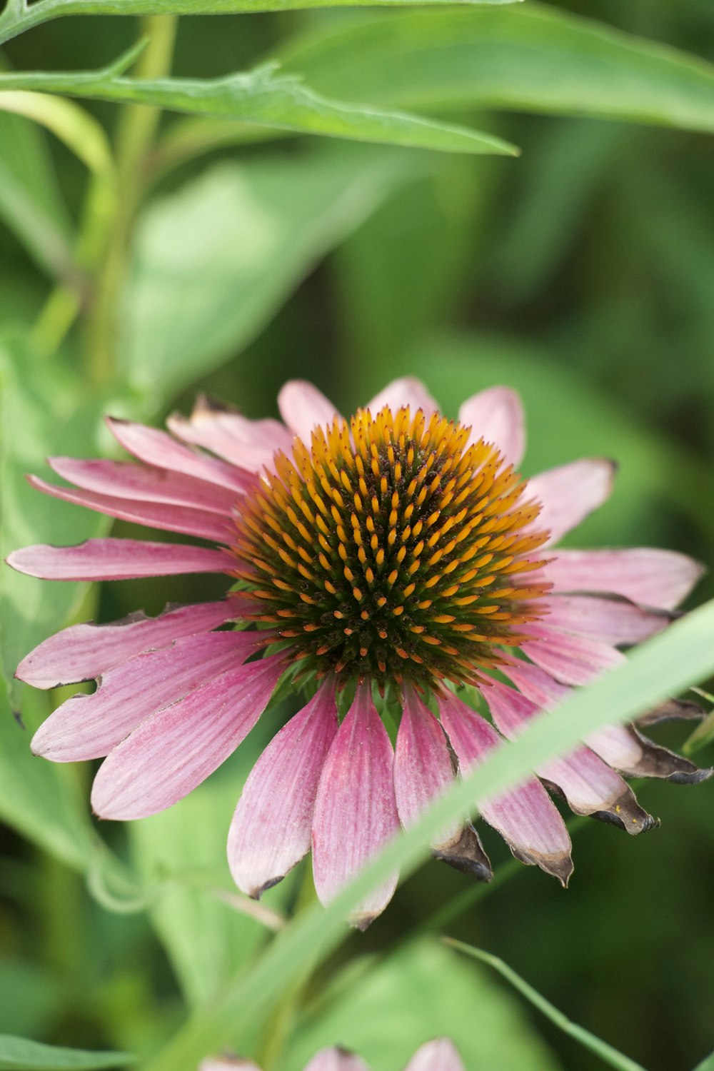 pink and yellow flower in tilt shift lens