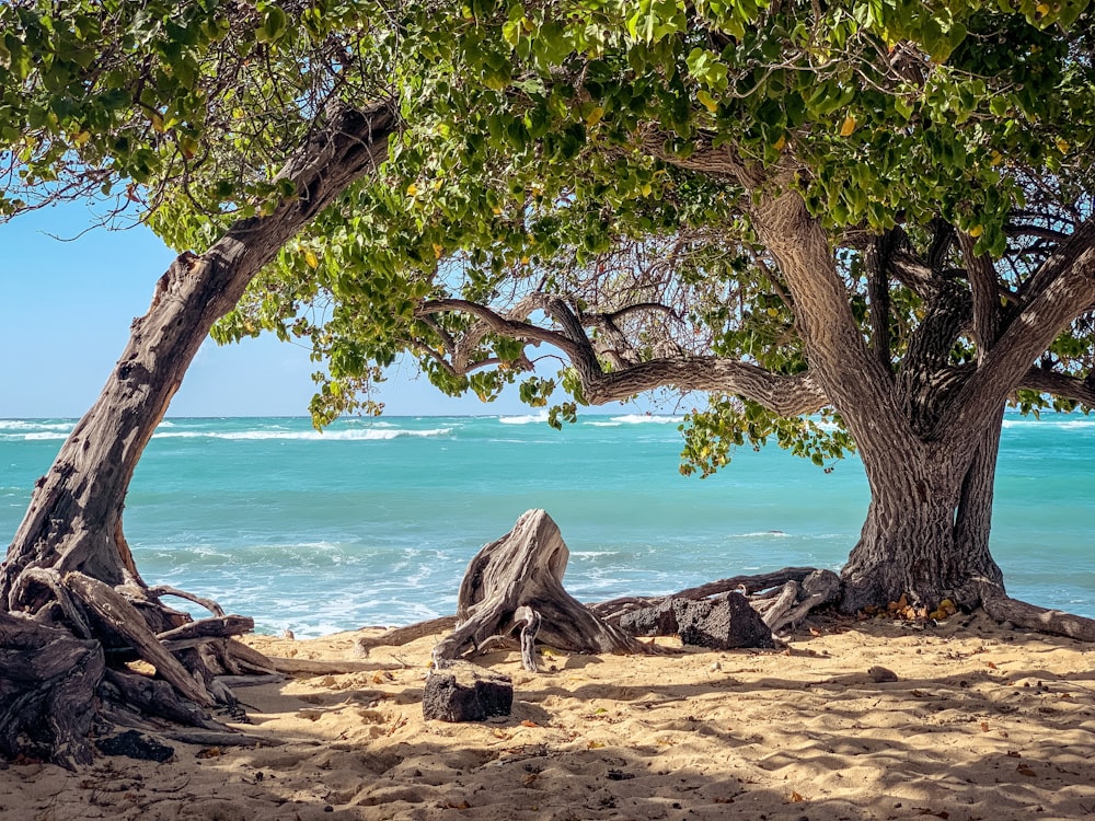 tronco marrom da árvore na areia marrom perto do corpo de água durante o dia