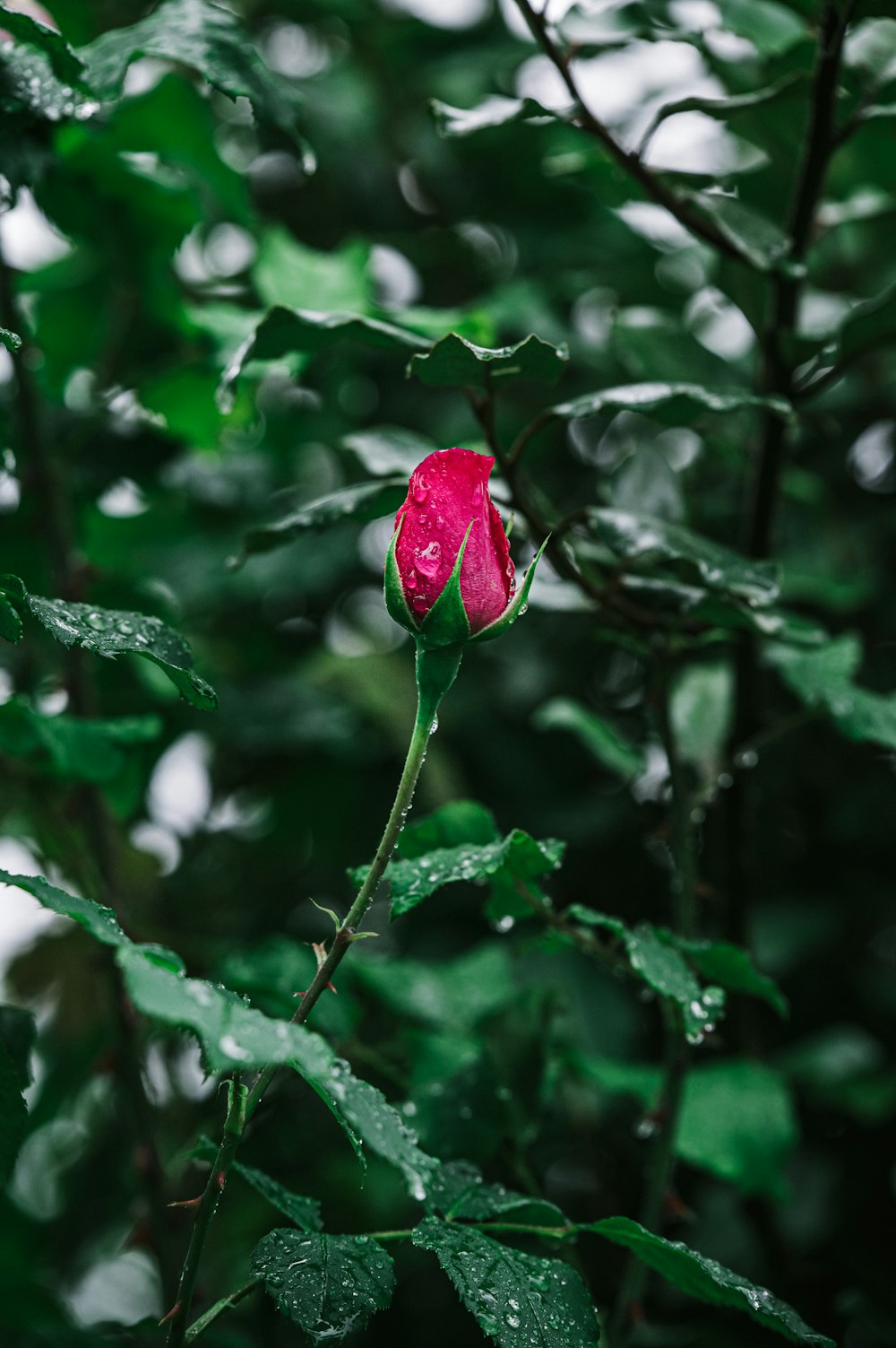 red rose in bloom during daytime