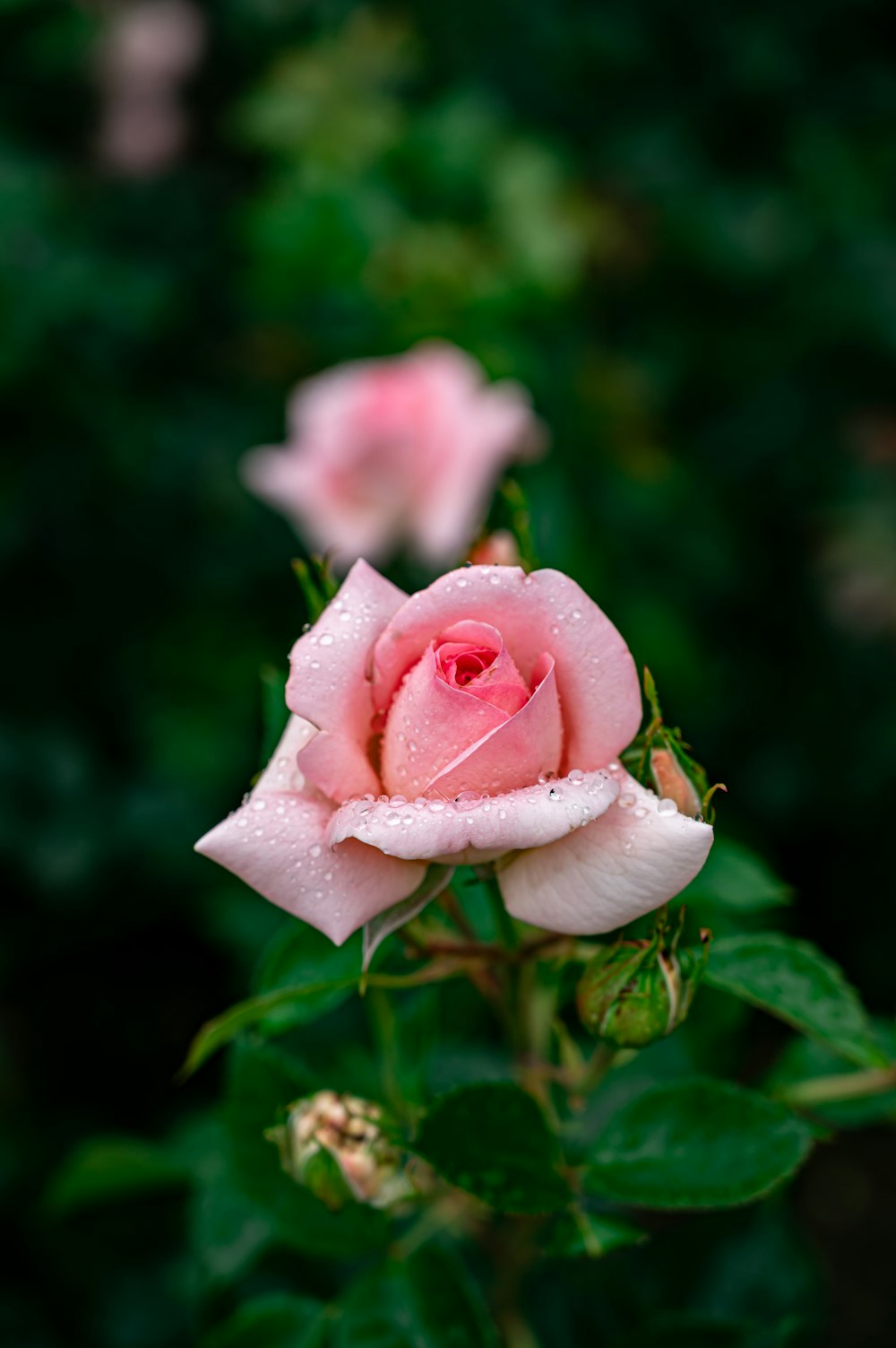 pink rose in bloom during daytime