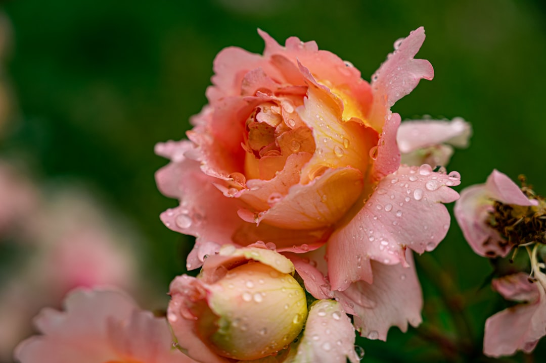 pink and white rose in bloom during daytime