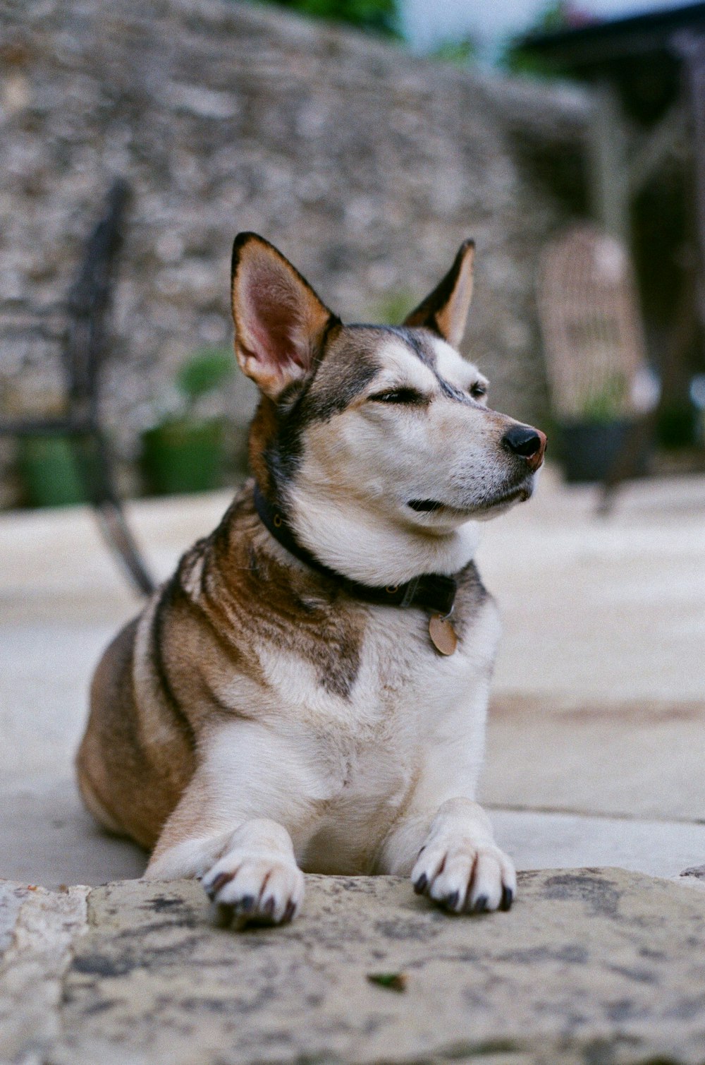 昼間、白い砂浜に横たわる茶色と白のショートコートの犬