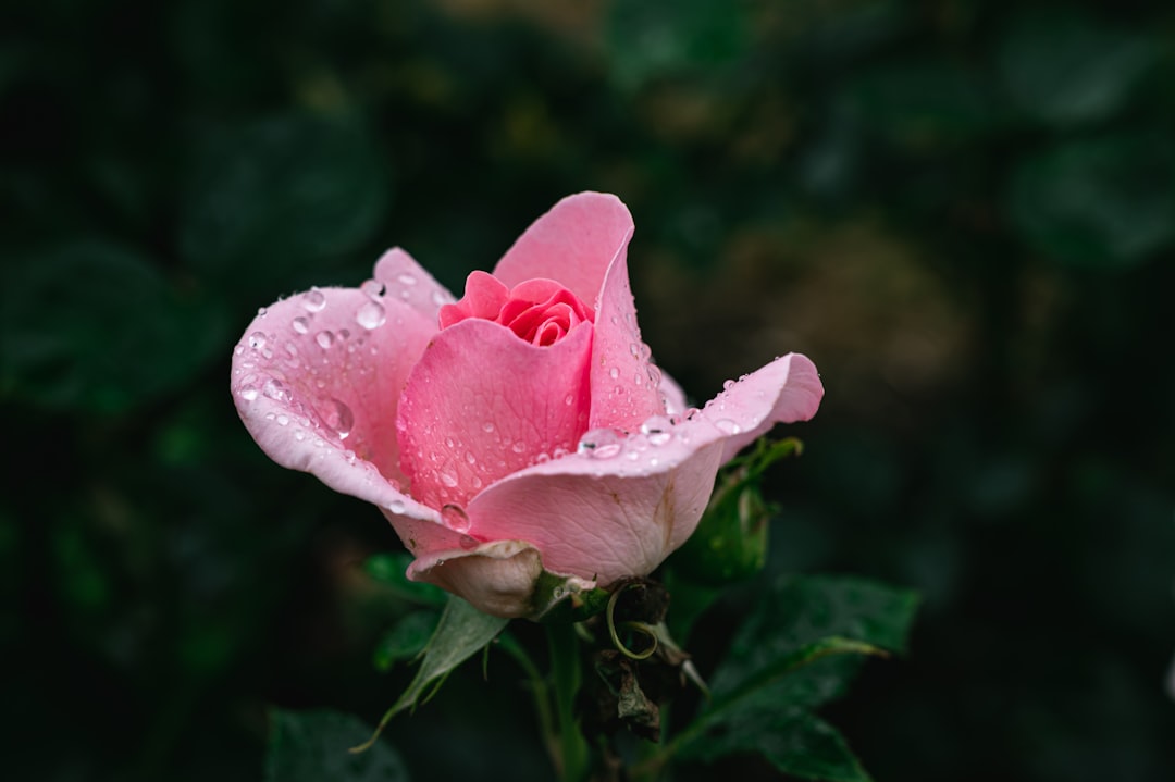 pink rose in bloom with dew drops