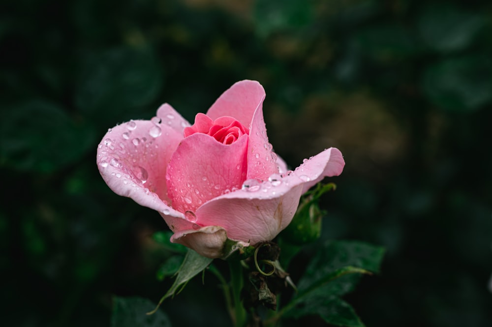 rosa rosa en flor con gotas de rocío