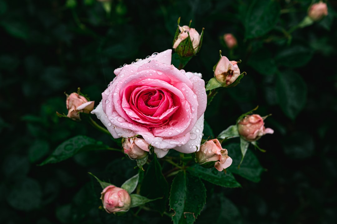 pink rose in bloom during daytime