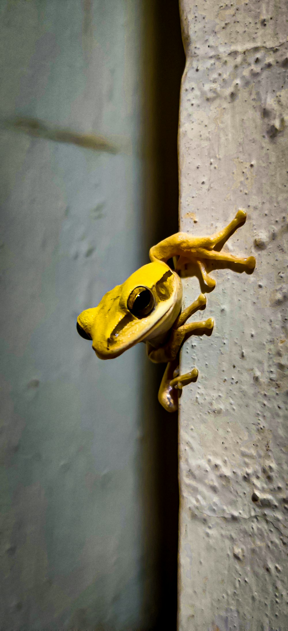 yellow frog figurine on blue surface