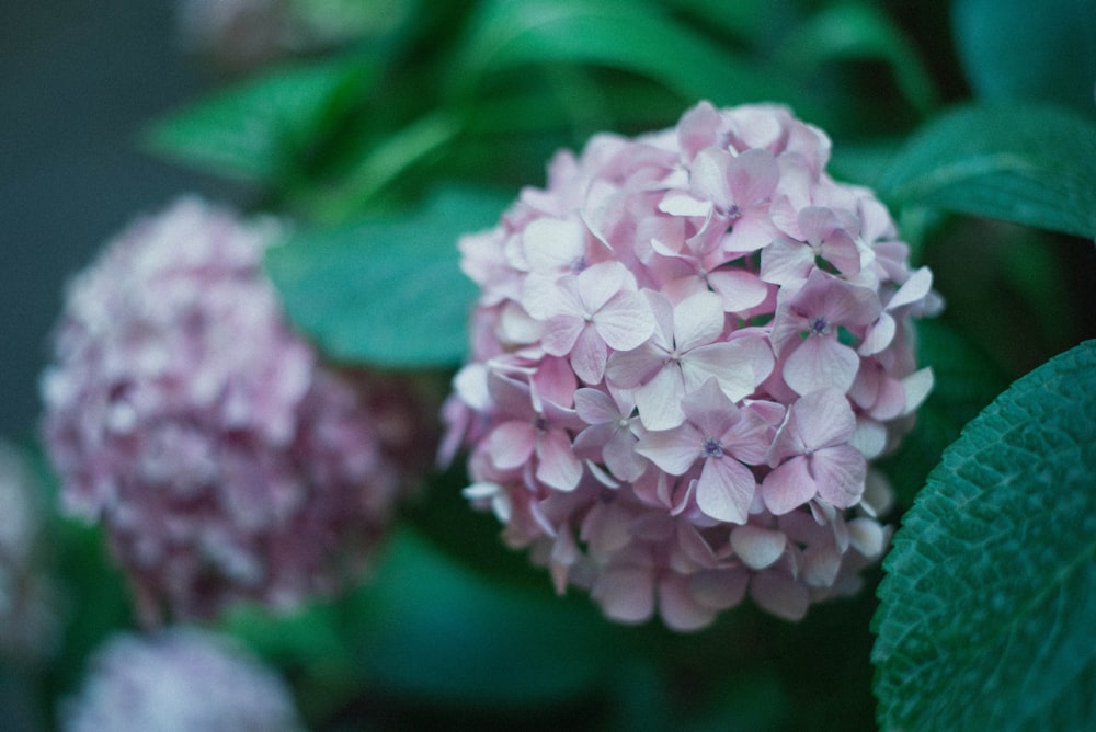 pink and white flower in macro lens