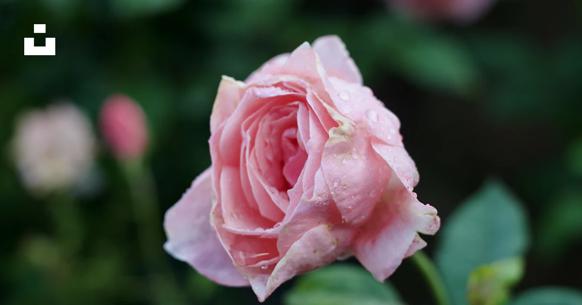Rosa rosada en flor durante el día foto – Imagen de Flor gratuita en ...