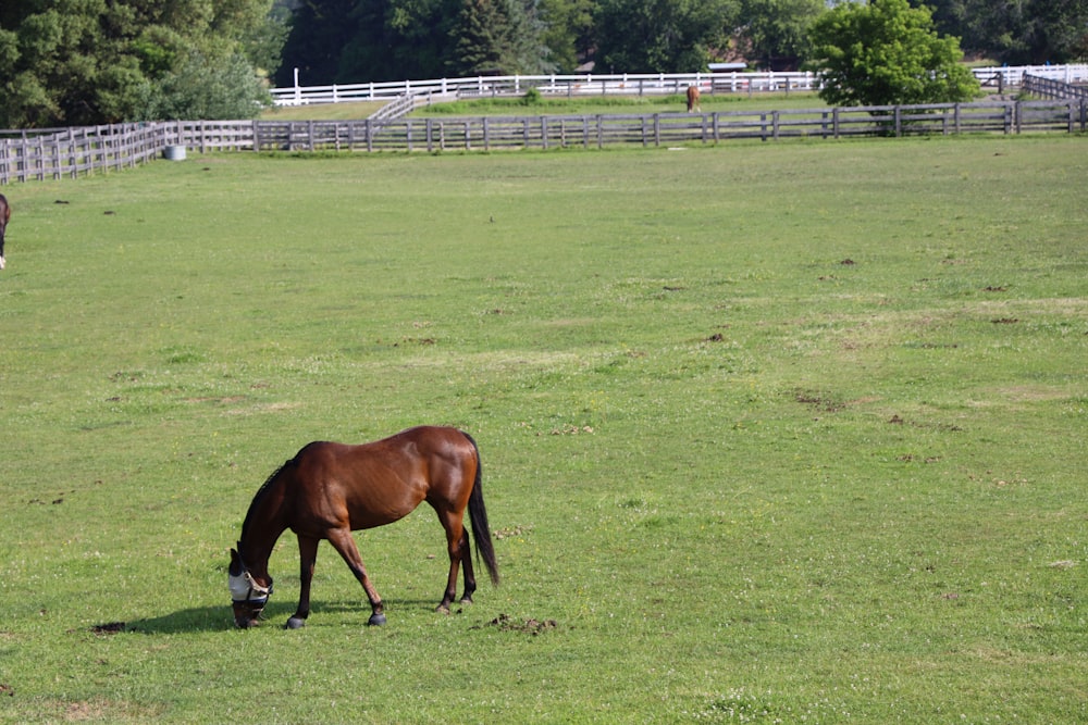 cavallo marrone sul campo di erba verde durante il giorno