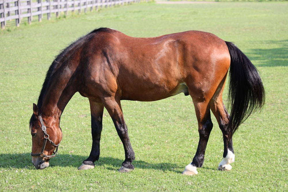 brown horse eating grass during daytime