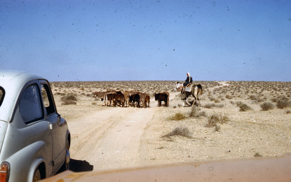 people riding horses on white sand beach during daytime